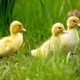 Three random ducklings that look a little bit like Beep, Peep, and Meep